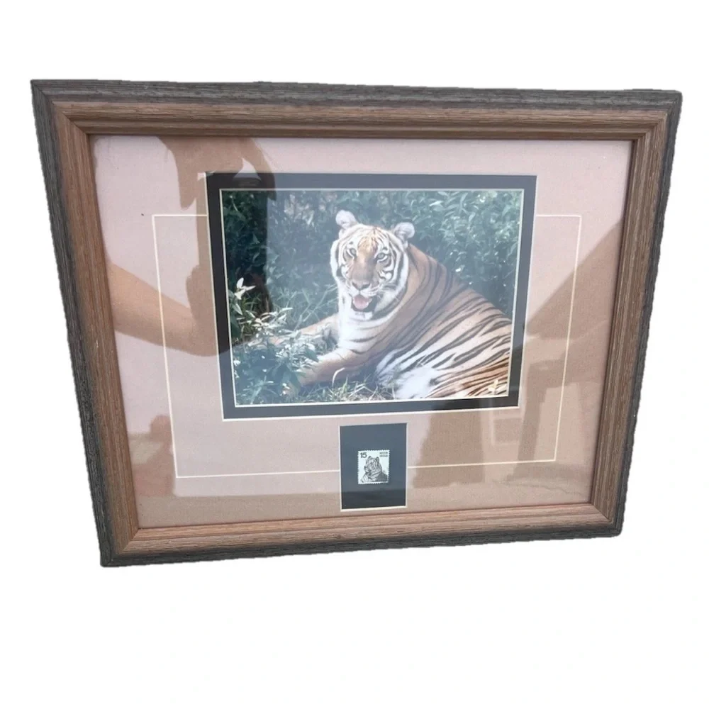 Rare Tiger Wildlife Photography Print & Stamp Signed By Walter Kuck, Framed